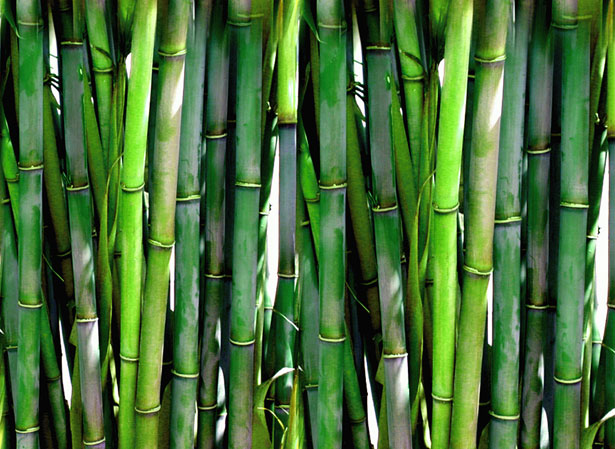 bamboo-1309508851h0V.jpg