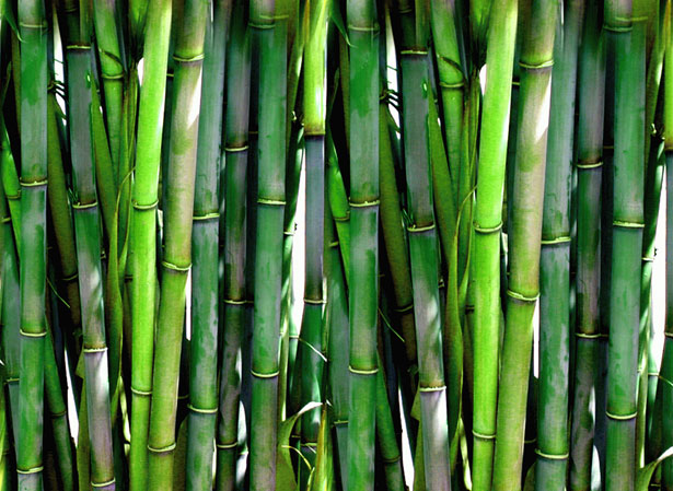 image of bamboo