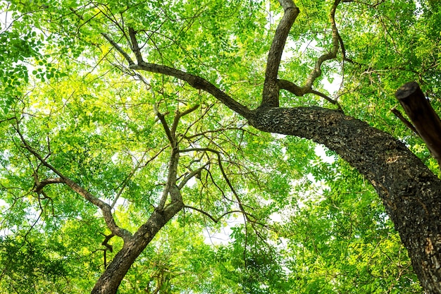 Image of Leafy canopy