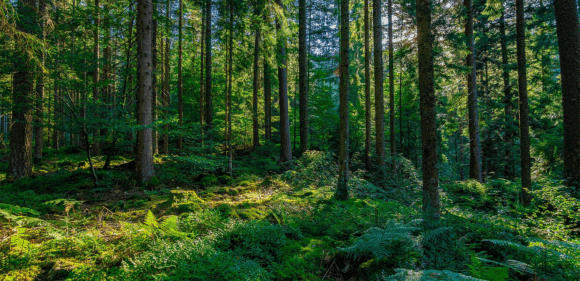 Carbon Negative Timber Panels