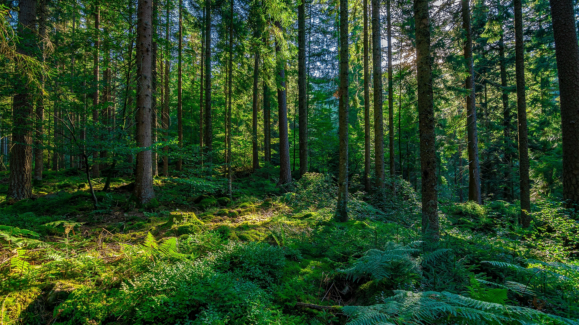sustainable timber - carbon neutral - EPD's